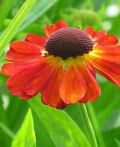 Mehrjährige Blumen für den Garten Haushaltstipps und Gartentipps