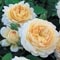 Duft Rosen im Garten: Austin Rose Crocus
