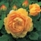 Duft Rosen in Garten: Austin Rose Golden Celebration
