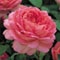 Duft Rosen im Garten: Austin Rose Jubilee Celebration