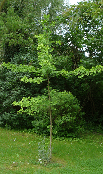 Junger Ginkgo in meinem Garten