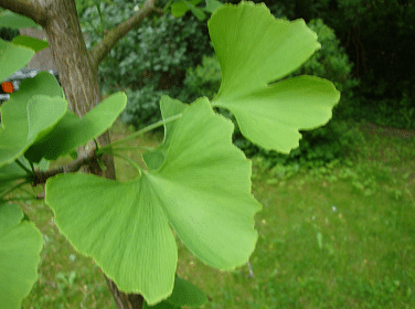 Blätter von jungen Ginkgo Pflanzen