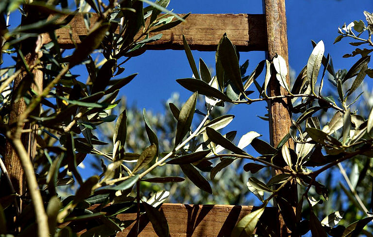 Olivenbaum in den eigenen Garten pflanzen?