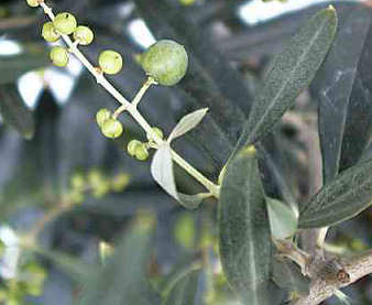 Olivenbaum pflanzen: Olivenzweig