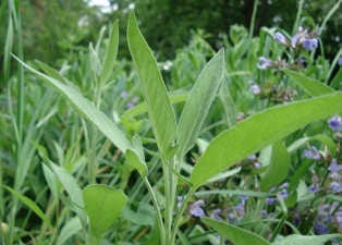 Salbei pflanzen im Garten