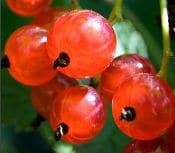 Obststräucher saftige Johannisbeeren