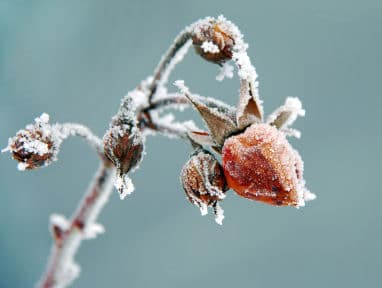 Garten imd Dezember - Rose