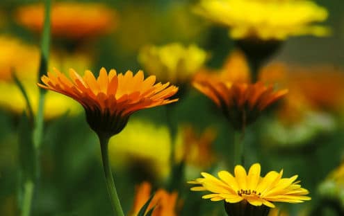 Grüner Daumen für Ringelblumen