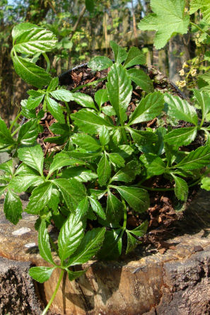 Freizeit und Hobby Garten gestalten