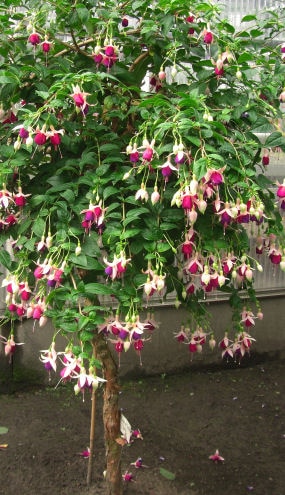 Fuchsien überwintern - Hochstamm