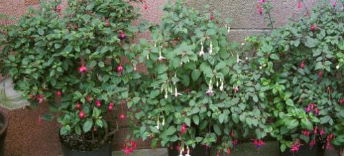 Fuchsien überwintern in Kübeln