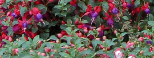 Fuchsien überwintern - Fuchsien Ausstellung