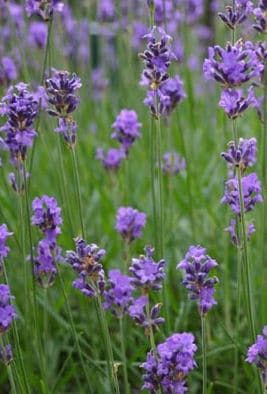 Lavendel überwintern - Lavendel in Blüte