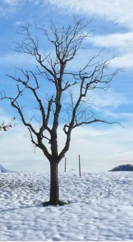 Pflanzen ueberwintern Baum im Garten