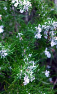 Rosmarin überwintern Haushaltstipps und Gartentipps