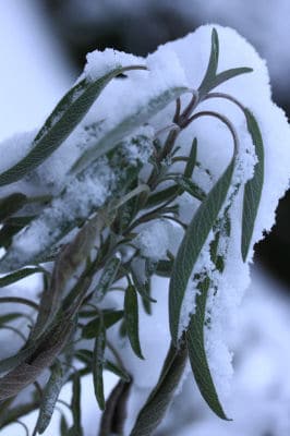 Salbei überwintern - Salbei mit Schneehaube