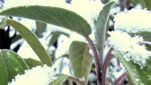 Salbei überwintern Salbei mit Schnee geschmückt