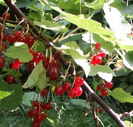 Naturgarten planen um schließlich zu ernten 