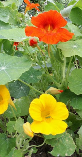 Naturgarten - Blütenpracht im Staudenbeet