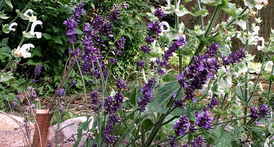 Blütenpracht im Naturgarten