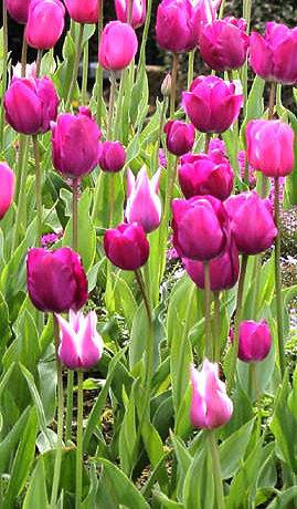 Naturgarten im Frühling