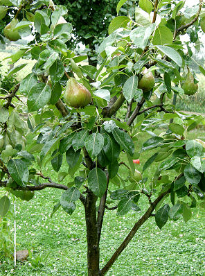 Obstbaumschnitt im Sommer - Birnenbaum