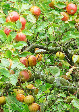 Äpfel selbst anbauen - Boskoop