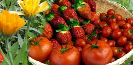 Gemüsegarten anlegen: Obst, Gemüse, Erdbeeren und essbare Blumen