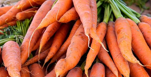 Karotten selber im Gemüsegarten anbauen