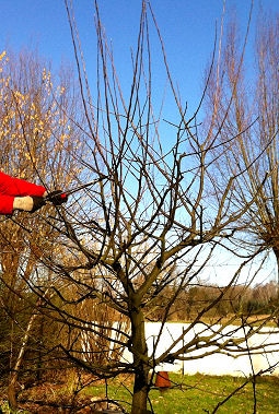 Baumschnitt Apfelbaum  alle Schosser  weg schneiden