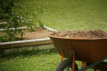 Baumschnitt - für Mulch verwenden