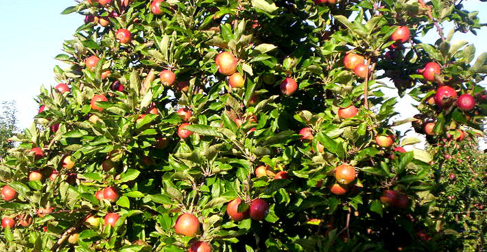 Garten Ideen Apfelernte