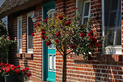 Vorgarten mit Rosen auf der Insel Rügen