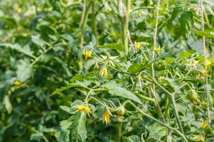 Ein Vorteil eines Wochenendgrundstück: Tomaten aus dem Garten