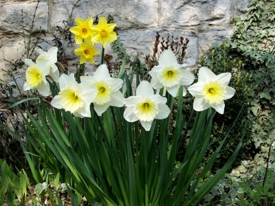 Blumen brauchen gesunden und guten Boden