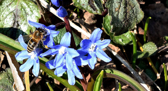 Bienen im Garten halten oder ansiedeln