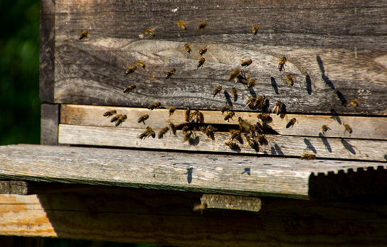 Bienenkiste für Imker zum Bienen halten