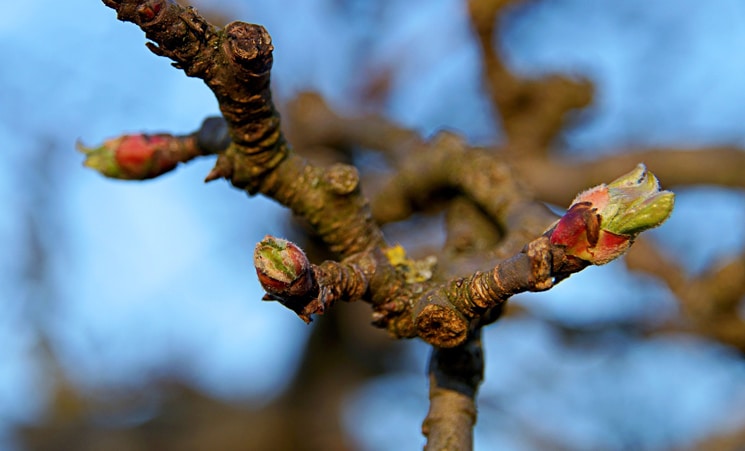 Obstbaumschnitt beim Apfelbaum