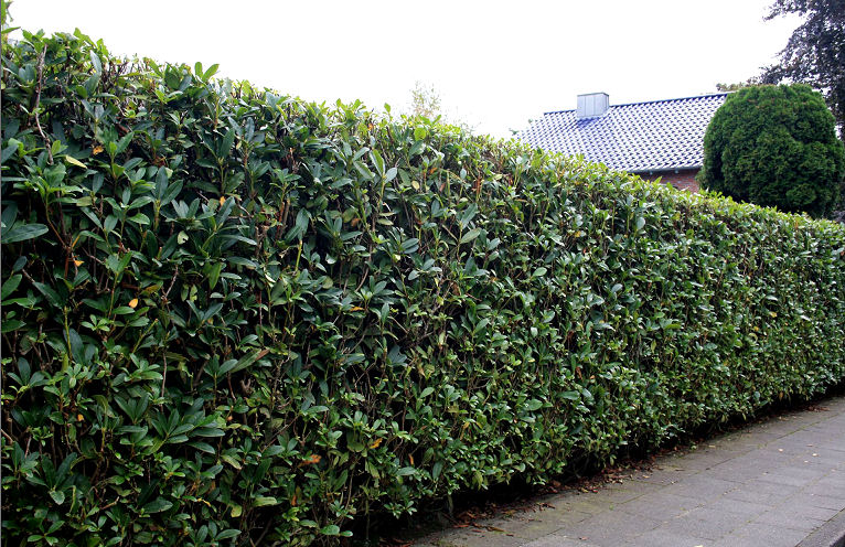 Sichtschutzhecke - über Manns hoch