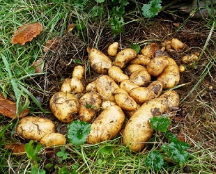 Kosten im Haushalt sparen - eigene Ernte