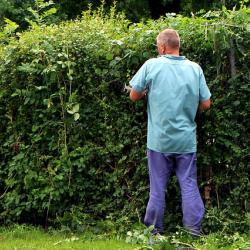 Hecke schneiden kann schon mal anstrengen