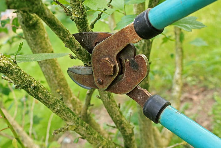 Strauch schneiden mit Gartenschere