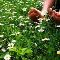 Rasen mit Gänseblümchen