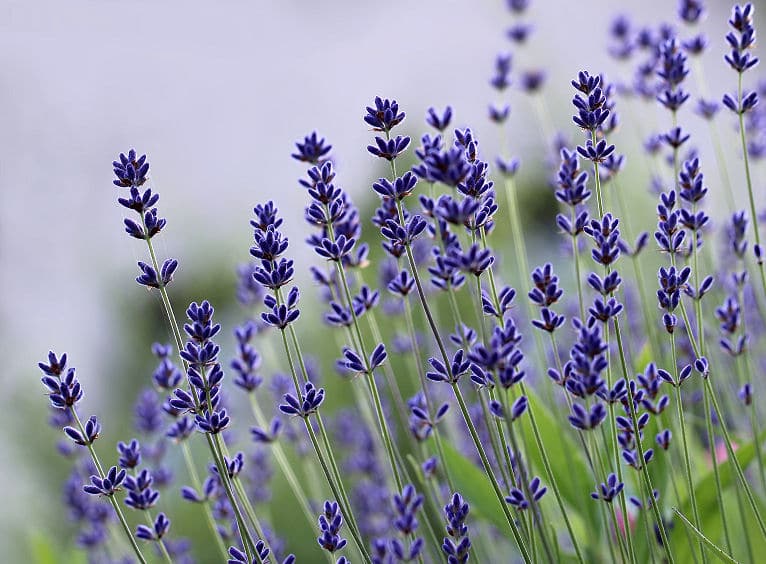Lavendel Blüte