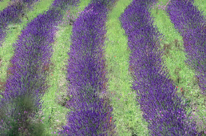 Lavendel Feld