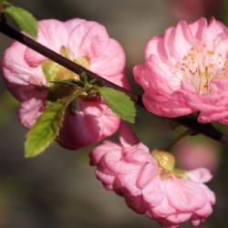 Der Garten im Frühling - blühendes Mandelbäumchen