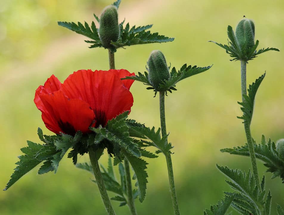 Leuchtender Klatschmohn