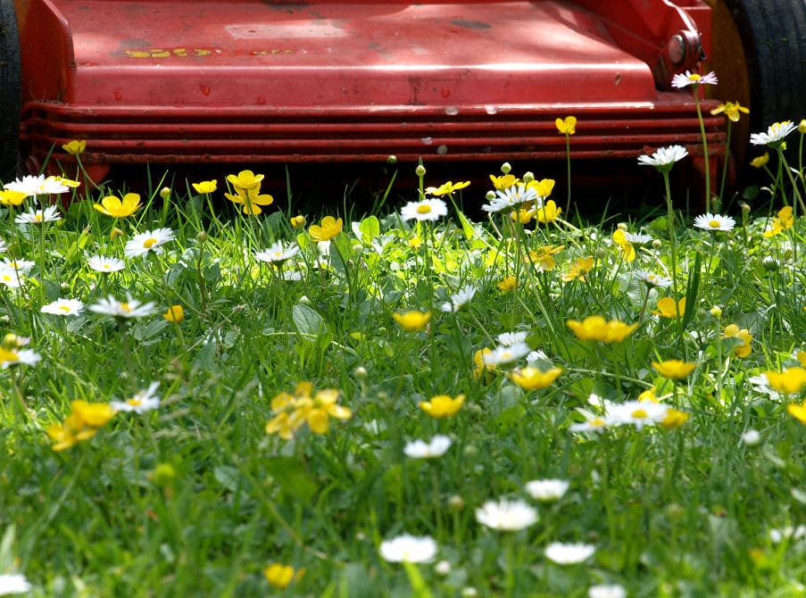 Auch eine Blumenwiese braucht regelmäßige Pflege.