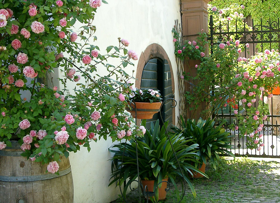 Rosenstöcke im Garten