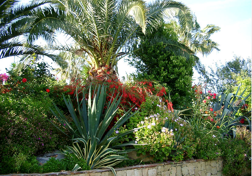 Aloe vera und Palme in heimatlichen Gefilden